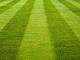 Fake Turf Melbourne - Realistic & Low-Maintenance Synthetic Grass