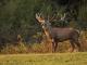 Best Wildlife Photography Tours in Costa Rica | Sukia