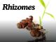 Boost Your Miscanthus Yield with Terravesta’s Top-Quality Rhizomes