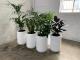 Create a Green Oasis with Hire Plants in Melbourne