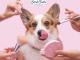 Gentle & Caring Dog Groomers in Fishhawk