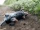 Professional Dead Animal Removal Services in South Yarra: True Pest Control