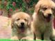 Beautiful Golden Retriever Puppies for Sale - Elite Golden Pups
