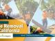 Trusted Tree Removal Services in California by Tree Service Expert for Safe and Efficient Results