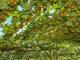 Complete Orchard Management Services You Can Rely On