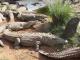 Kenya Luxury Safari Packages by Ashford Tours & Travel