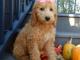 Affordable Doodle Puppies Ohio at Puppy Love Paradise