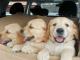  Adorable Golden Retriever Puppies for Sale 