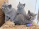  British shorthair kittens for sale 