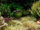 Top Bay Area Landscaping Company – Expert Design & Installation