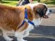 HugeHounds – Adjustable Large Dog Harness 