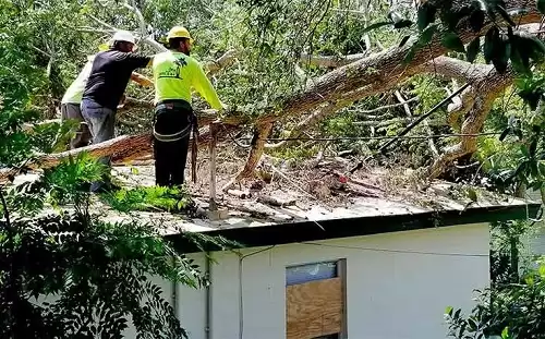 Fast & Safe Tree Services in Montgomery County, MD – Call Today