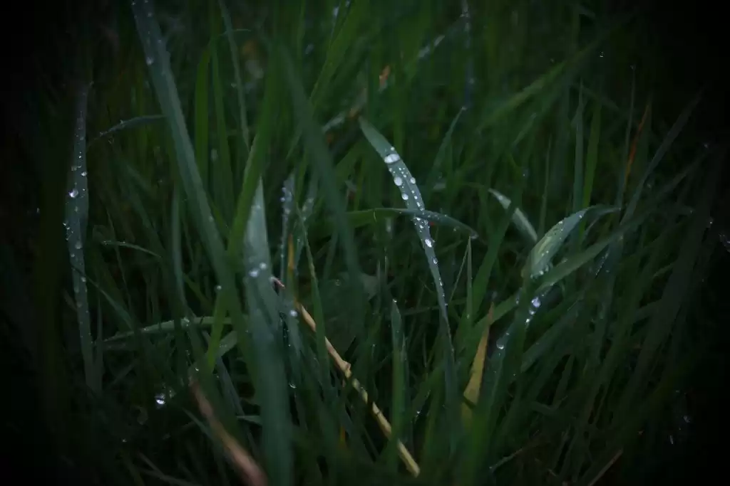 Termite inspection Melbourne