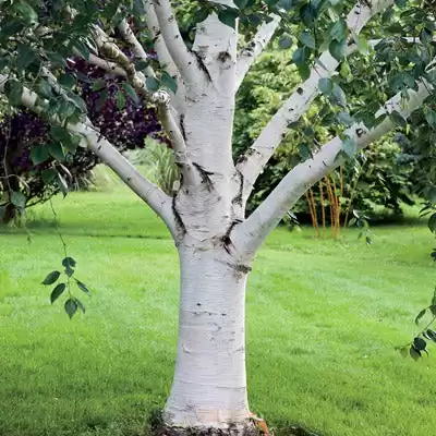 Buy Birch Tree | River Birch Trees Online with Delivery, Planting & 1 Year Warranty