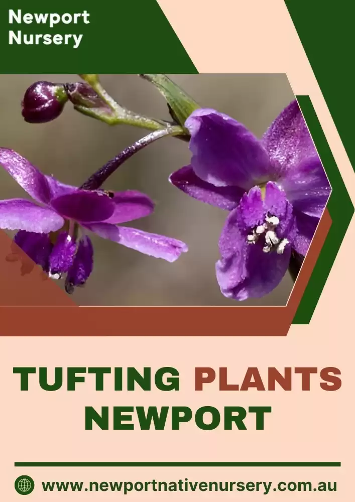 Buy Tufting plants in Newport - Newport Native Nursery