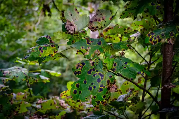 Silver Birch Trees Problems in Australia