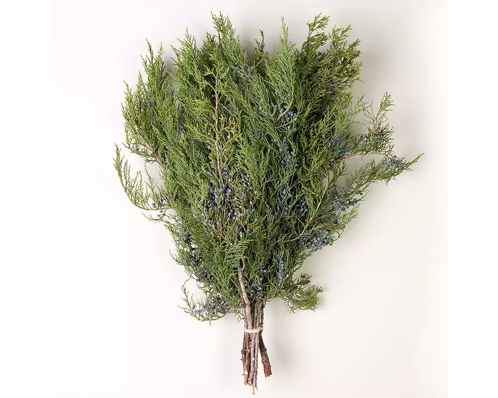 Reliable Wholesale Flowers in Miami for Christmas Orders