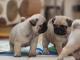 Short nose adorable male and female pug puppies 