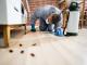 Same Day Pest Control Capalaba - Fast & Reliable Pest Solutions