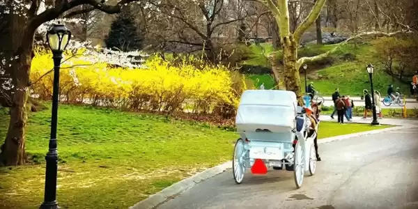 Central Park Horse and Carriage Ride