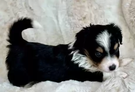 Mini Aussie Puppies for Sale in Hartford County