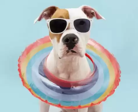 Expert Poodle Grooming Services in Fishhawk