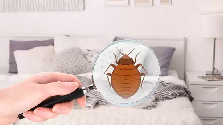 Trusted Bed Bug Experts NYC | VJ Pest Management US