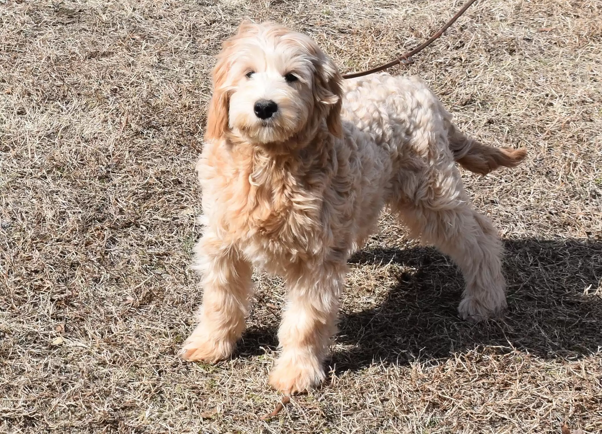 Adorable Mini Goldendoodle Dogs for Sale in NC