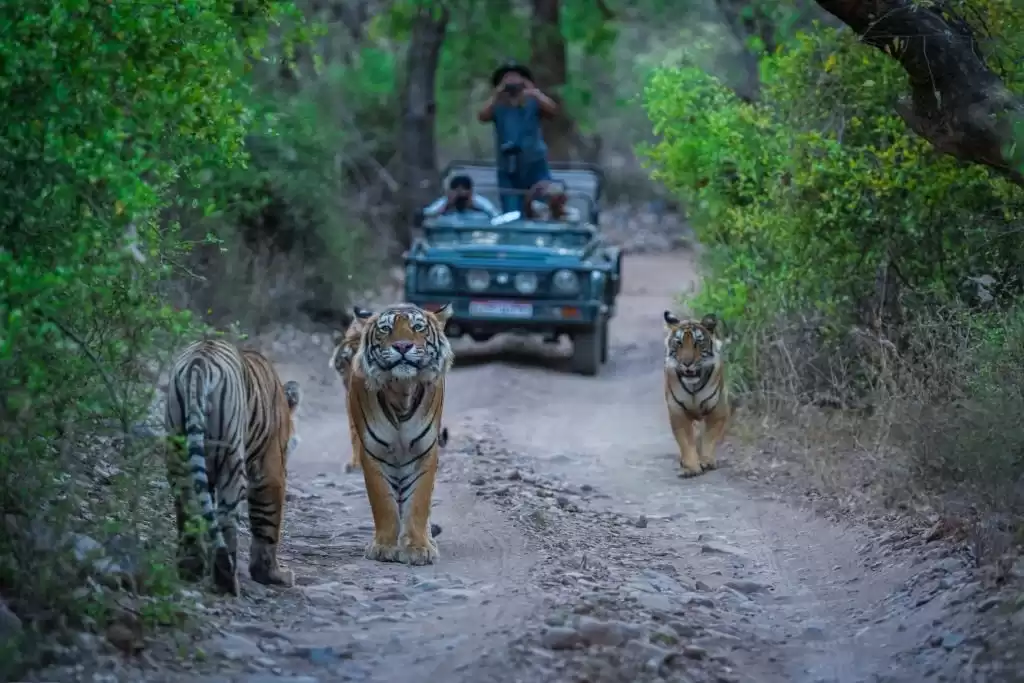 India Wildlife Tours