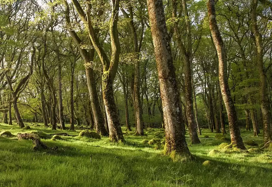 Professional Tree Management Services in Ireland | GEOTREE