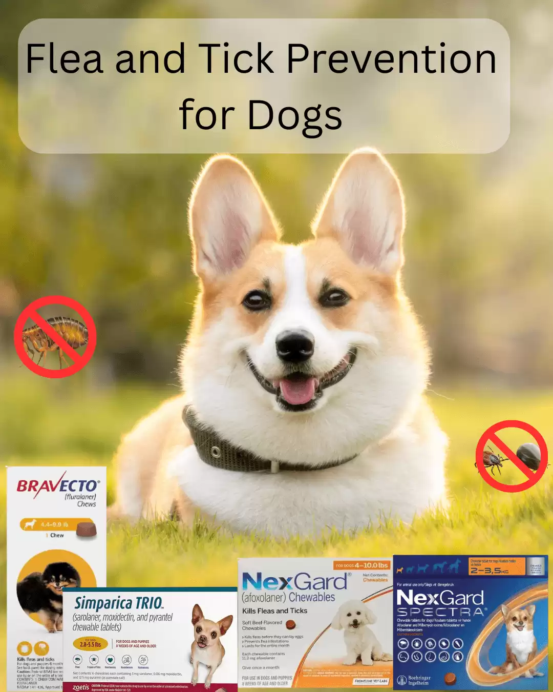 Flea and Tick Prevention for Dogs