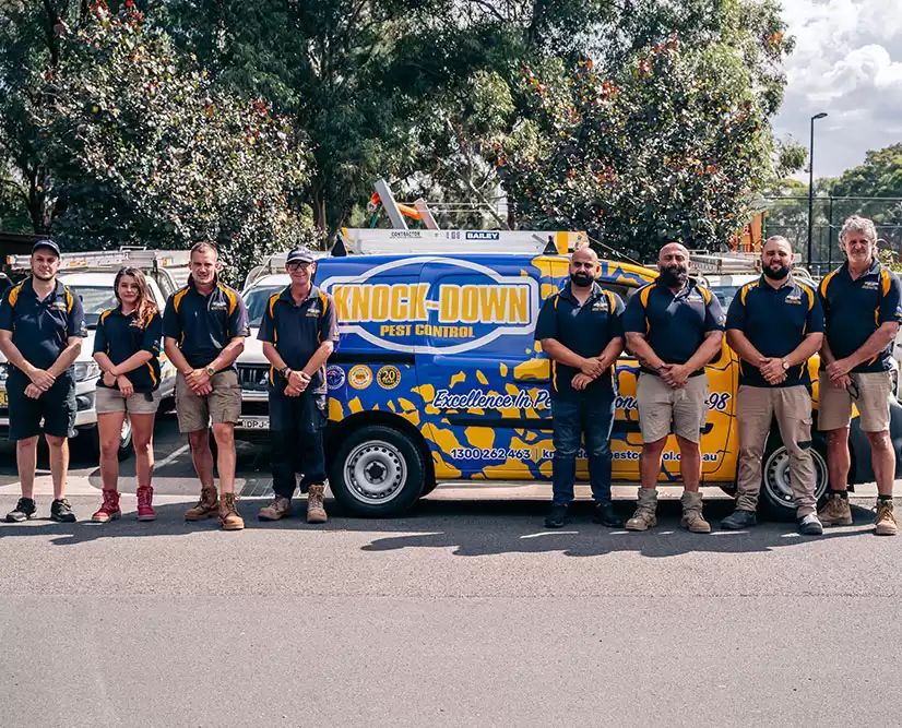 Effective Pest Control | Knockdown Pest Control