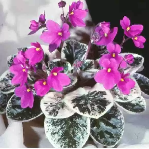 African Violets Seeds