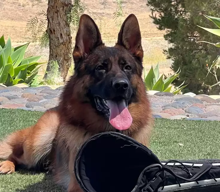 Buy German Shepherd Trained for Sale Near You Today