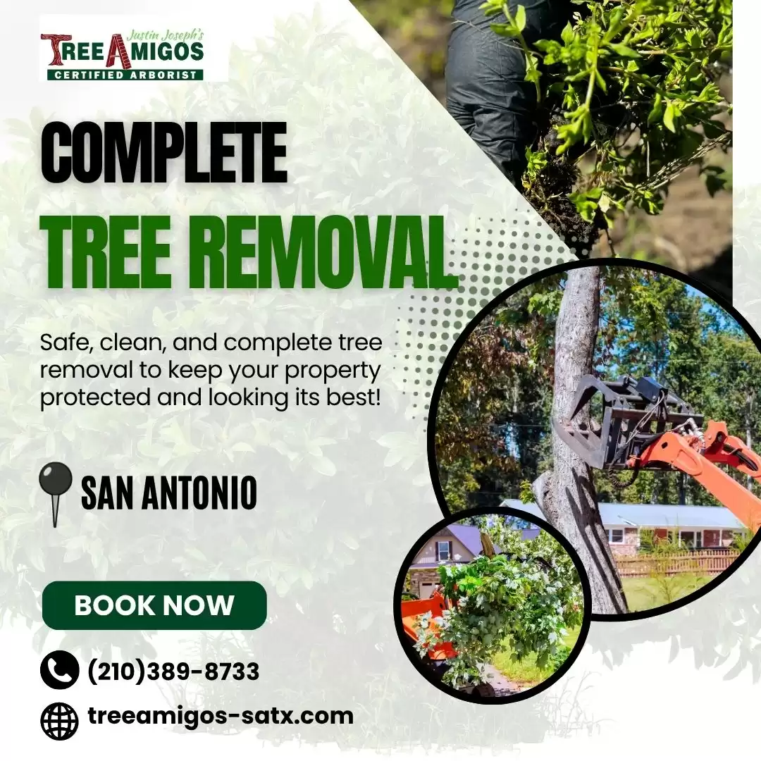 Complete Tree Removal in San Antonio