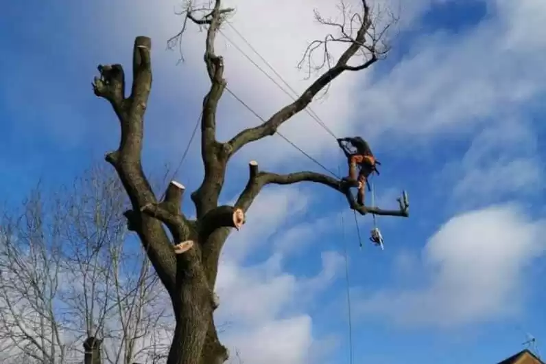 Tree Surgery Services in Wednesbury & Midlands