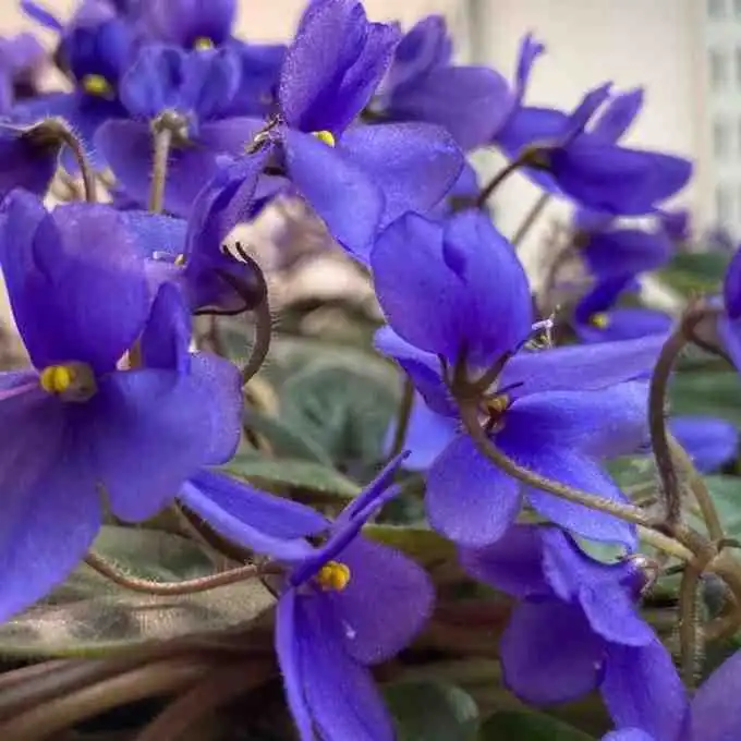 African Violet Seeds School Project