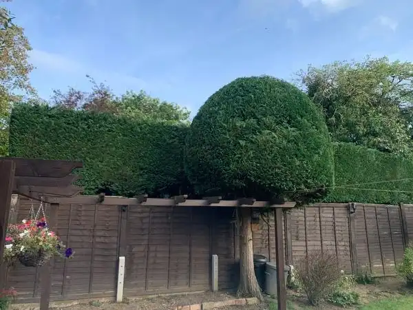 Need Expert Hedge Pruning in Surrey? We Are Just a Call Away!