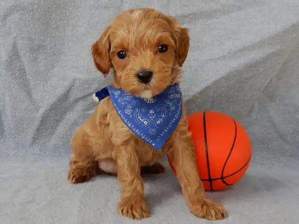 Cavapoo Puppies Reputable Breeders Ohio 
