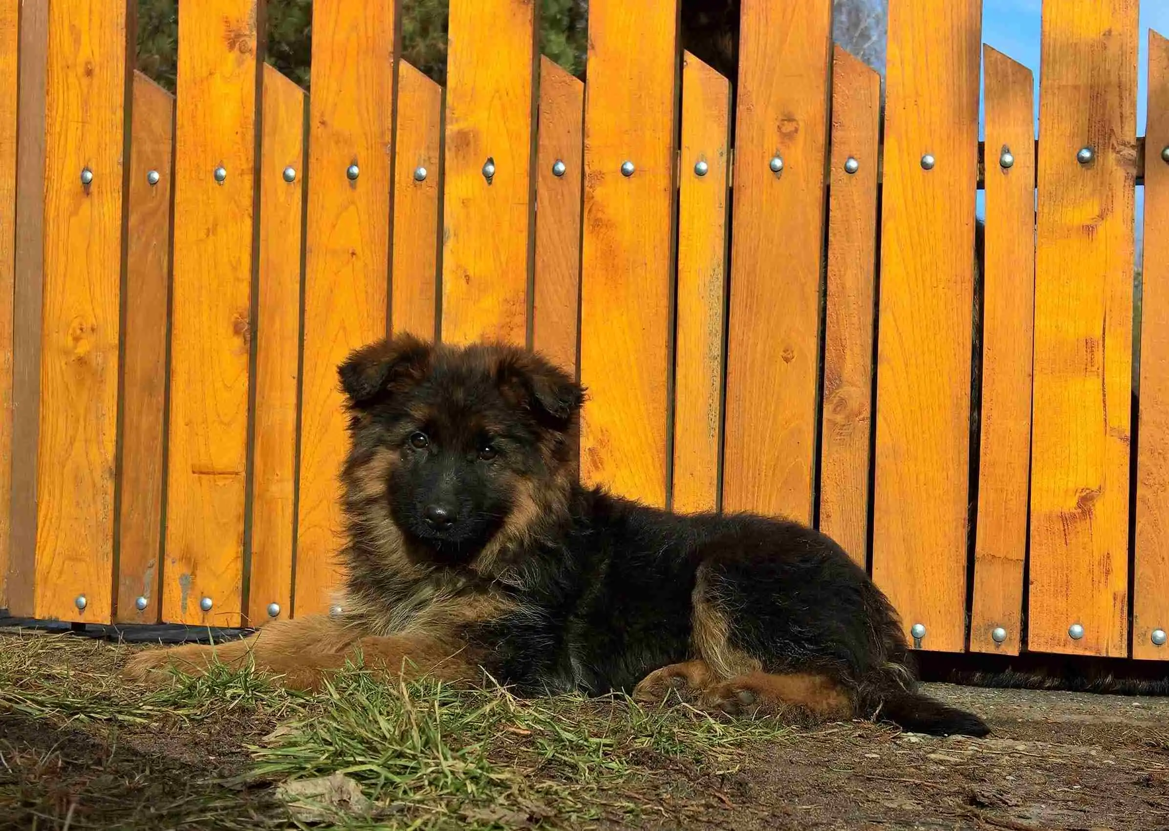 Exceptional Companions With purebred german shepherd puppies for sale