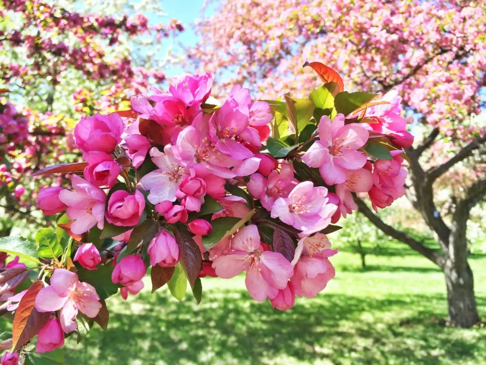 Shop Ornamental & Flowering Trees | Delivery, Planting & Warranty