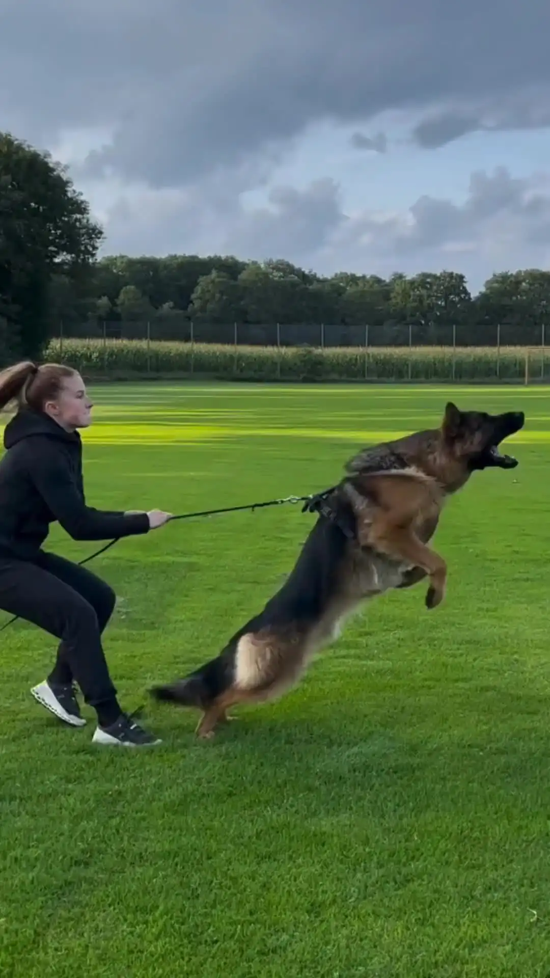 Explore Quality Options for Trained German Shepherd Dogs For Sale