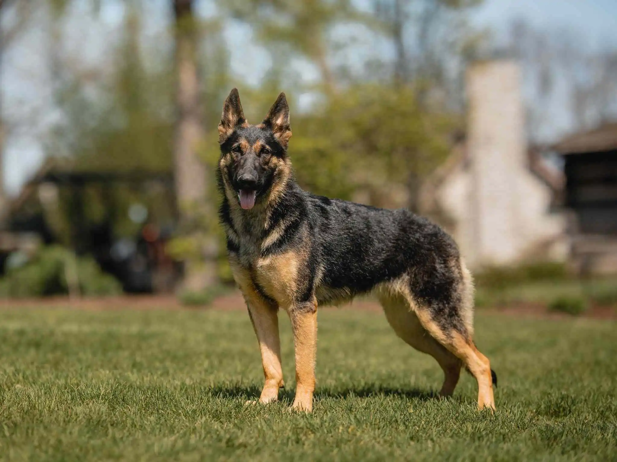 Skilled Family Companions Available trained german shepherds for sale