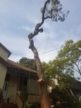 Tree Trimming Lane Cove - Sam's Tree Services North Shore