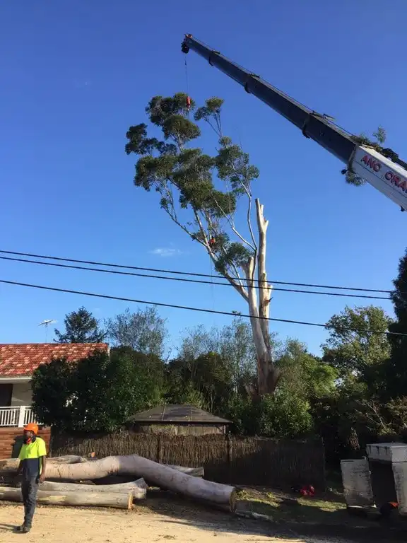 Tree Services North Sydney - North Shore Tree Loppers