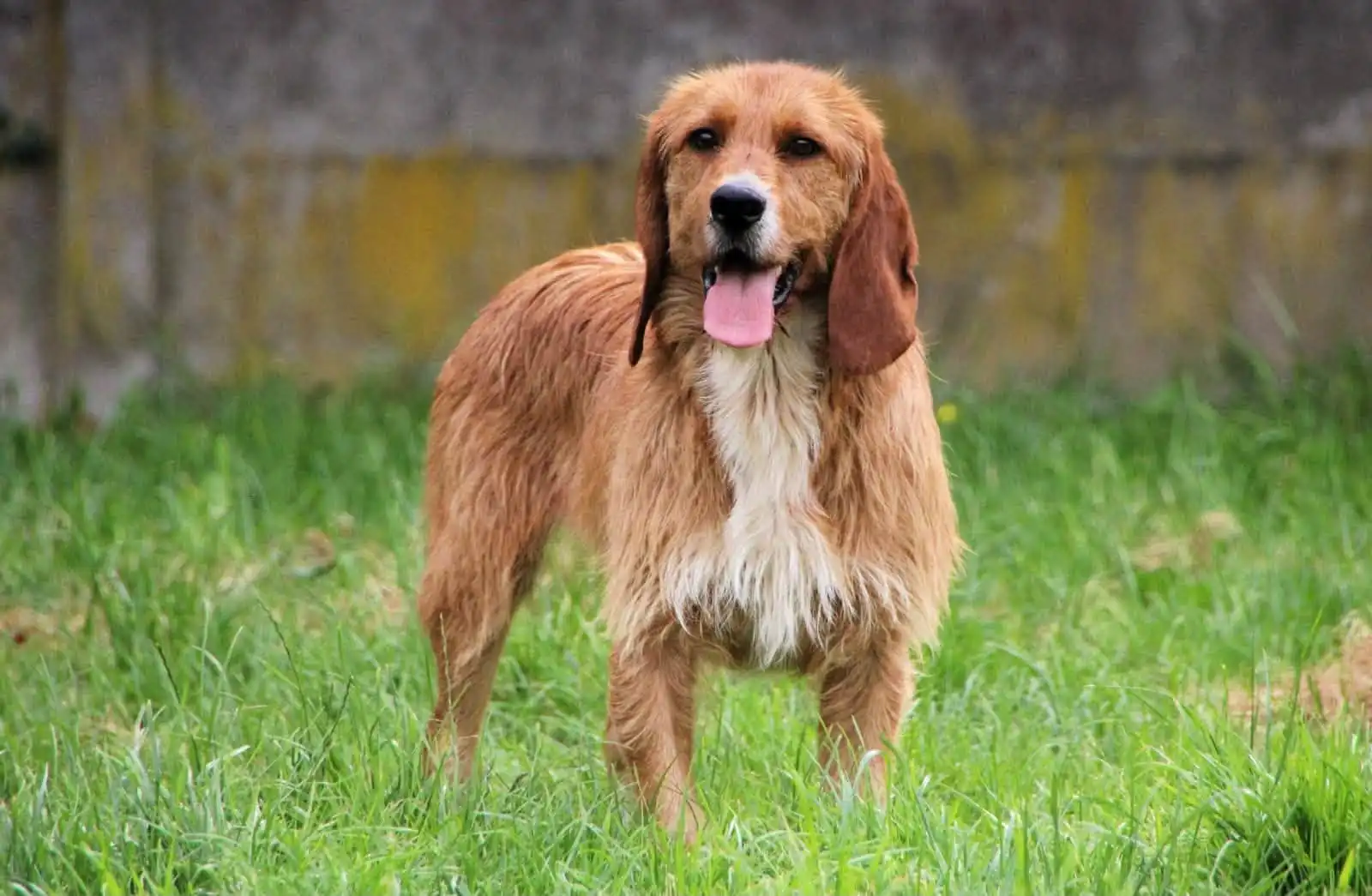 Jayne Rubins: Giving Dogs New Hope