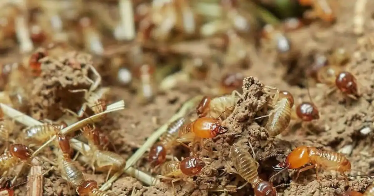 Professional House Borer Beetle Damage Consultant