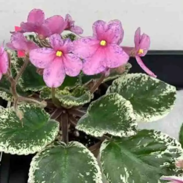 Club Project African Violet Seeds