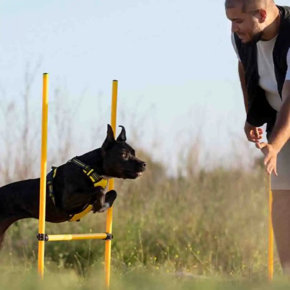 Off-Leash Dog Training