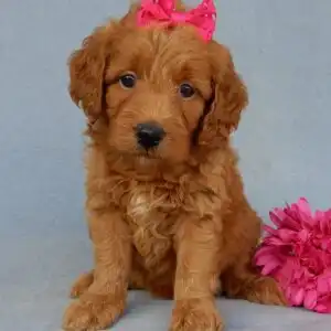 Affordable Goldendoodles for Sale Near Me